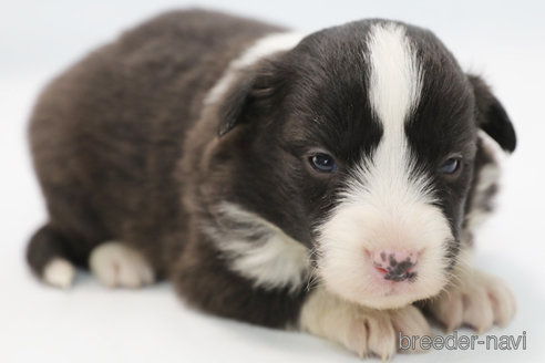 成約済の神奈川県のボーダーコリー-364969の6枚目